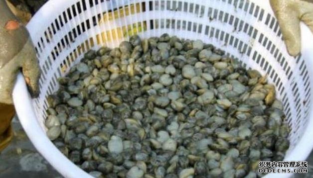 它比“小龍蝦”還受寵，味道鮮美，曾賣5元一斤，現(xiàn)想吃都買不起