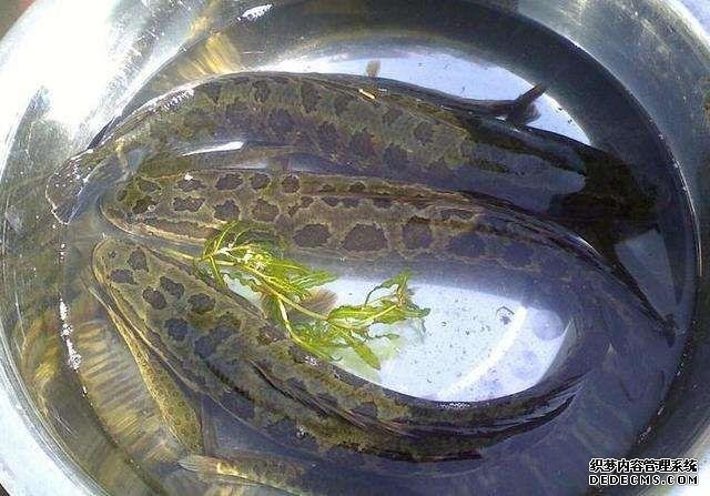 這些物種在中國，真的是來錯地方了，圖1圖2是最愛，圖5沒吃過
