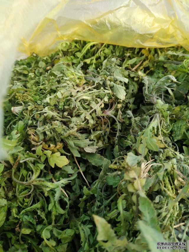 春分時(shí)節(jié)這菜要抓緊吃，再晚又得等1年，路邊隨處可見，營養(yǎng)豐富