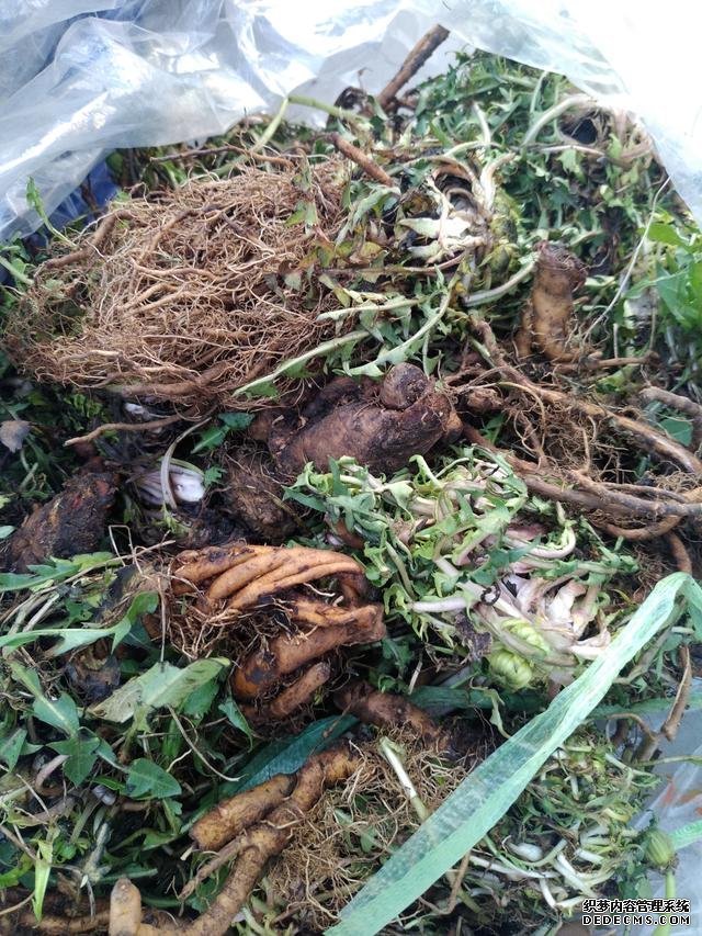 春分時(shí)節(jié)這菜要抓緊吃，再晚又得等1年，路邊隨處可見，營養(yǎng)豐富