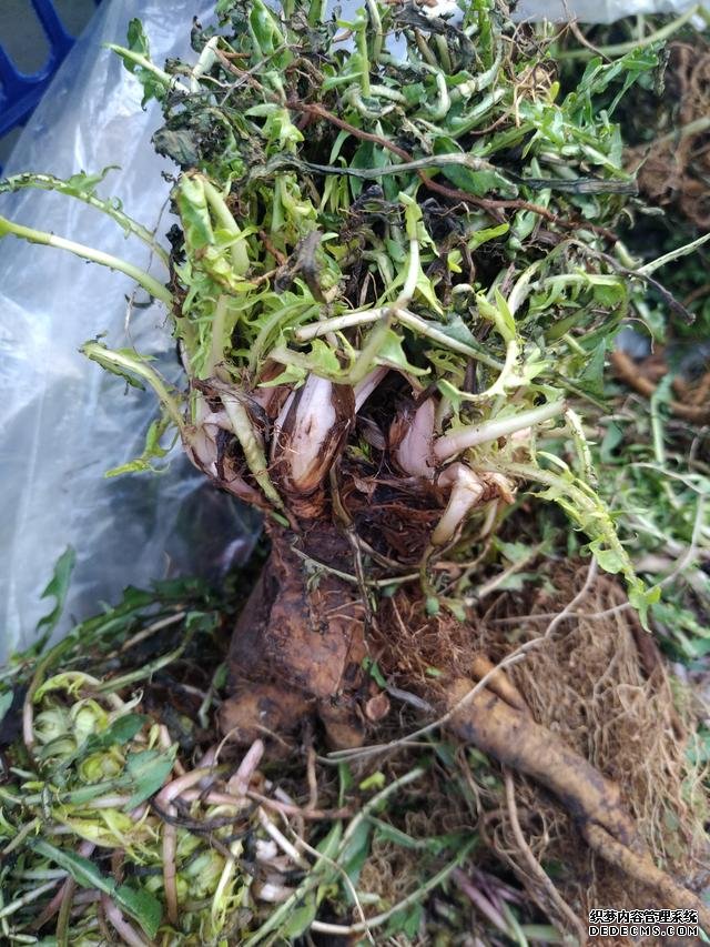 春分時(shí)節(jié)這菜要抓緊吃，再晚又得等1年，路邊隨處可見，營養(yǎng)豐富