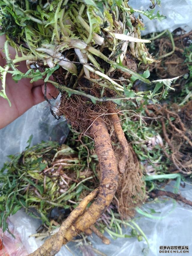 春分時(shí)節(jié)這菜要抓緊吃，再晚又得等1年，路邊隨處可見，營養(yǎng)豐富