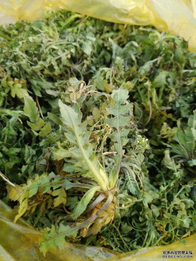 春分時(shí)節(jié)這菜要抓緊吃，再晚又得等1年，路邊隨處可見，營養(yǎng)豐富