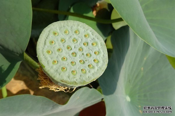 夏天的這種觀賞性植物，是肥胖人士，高血壓患者的食療佳品