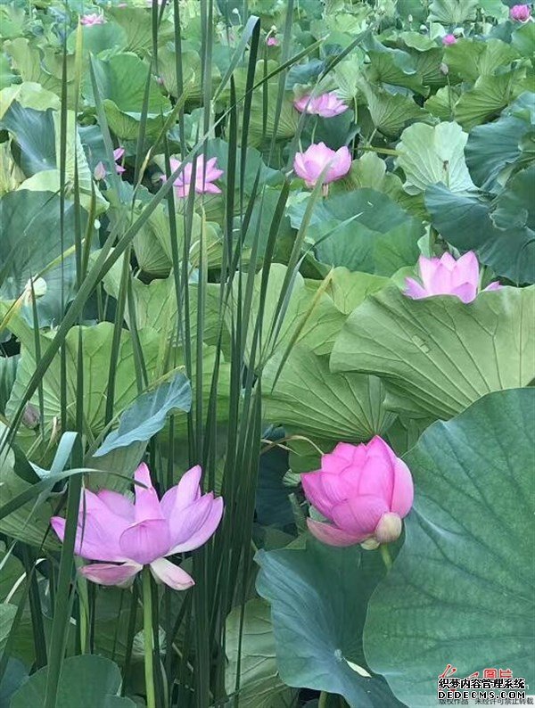 夏天的這種觀賞性植物，是肥胖人士，高血壓患者的食療佳品
