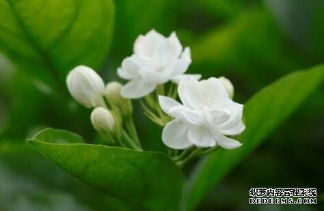解暑還養(yǎng)生！這些適合夏季的花茶你知道嗎？