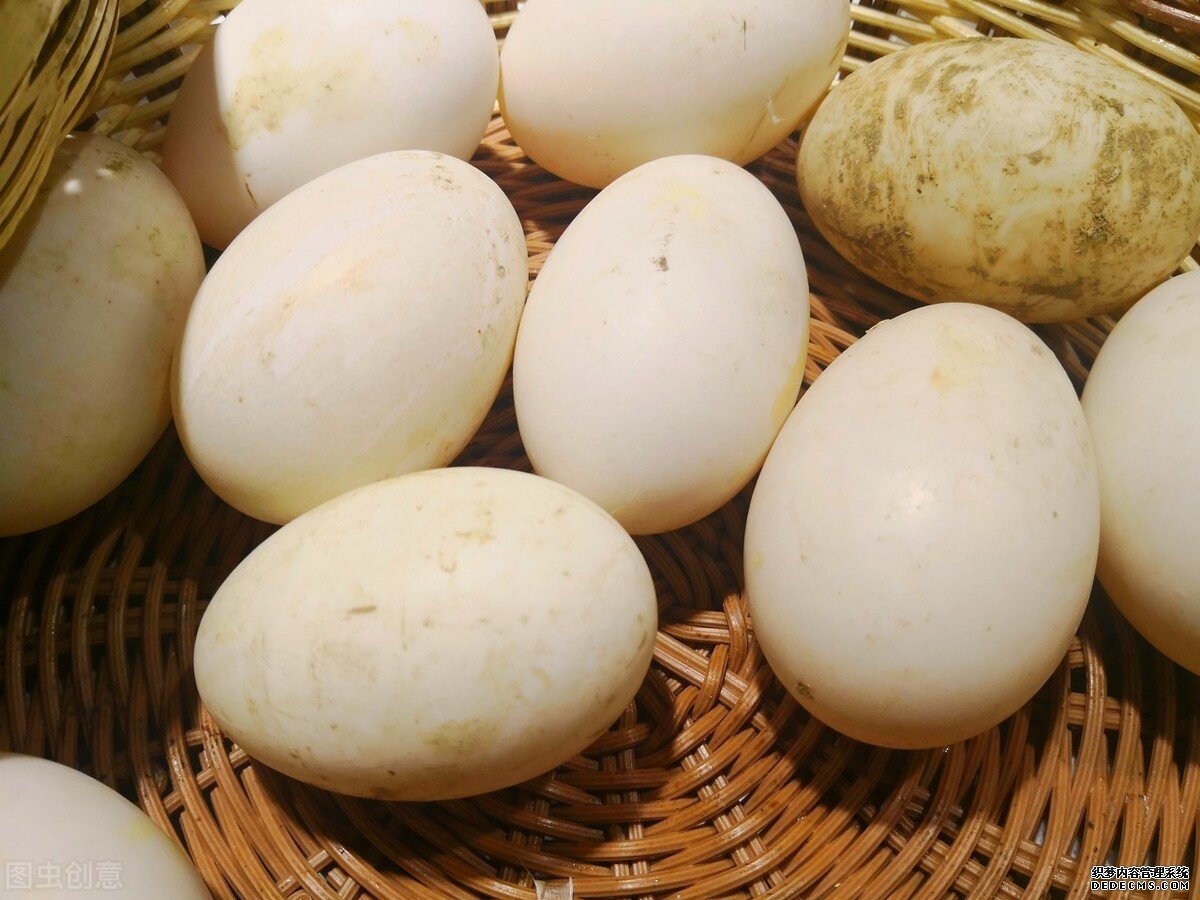 為什么鵝肉常見，但是鵝蛋卻很少見？鵝蛋的營養(yǎng)價值如何？